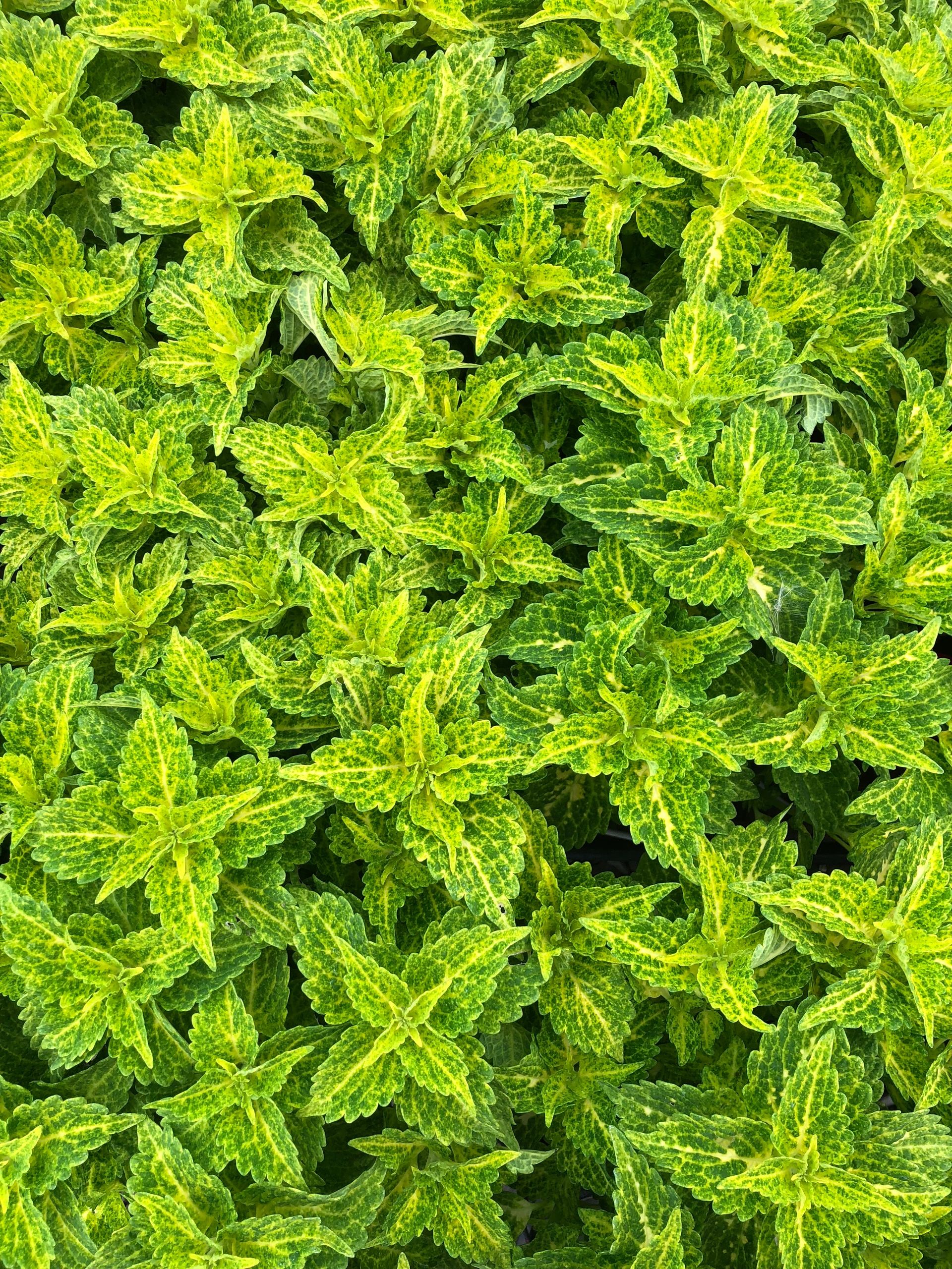 Pacific Crest Nursery, LLC - Garden Plants, Plant Nursery, Wholesale
